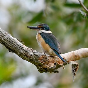 Sacred Kingfisher