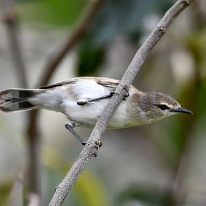 Mangrove Gerygone