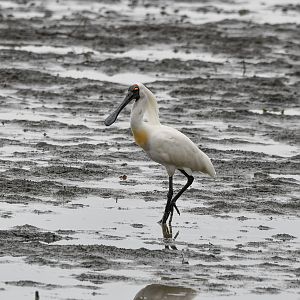 Royal Spoonbill