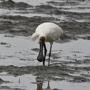 Royal Spoonbill