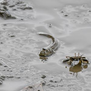Bearded Mudskipper
