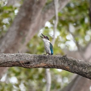 Torresian Kingfisher