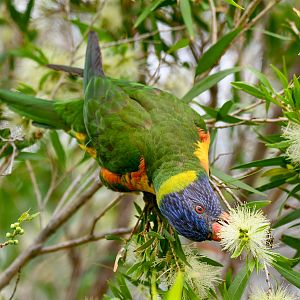 Rainbow Lorikeet