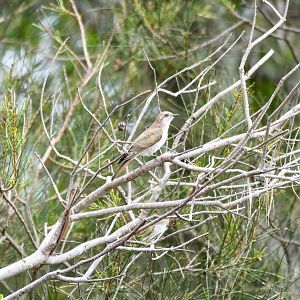 Horsfield's Bronze-Cuckoo
