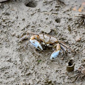 Macrophthalmus pacificus