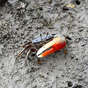 Dussumier's Fiddler Crab Tubuca dussumieri