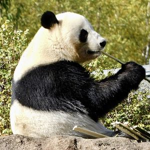 Giant Panda (Ailuropoda melanoleuca) Eating Bamboo November 29, 2025