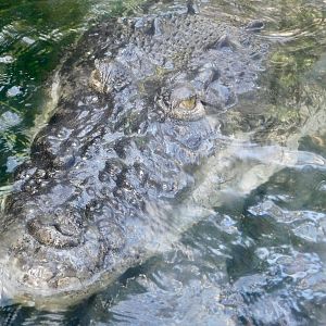 Saltwater Crocodile (Crocodylus porosus) November 29, 2025