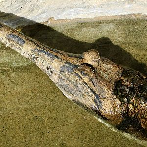 Sunda Gharial (Tomistoma schlegelii) November 29, 2025