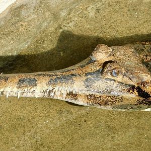 Sunda Gharial (Tomistoma schlegelii) November 29, 2025