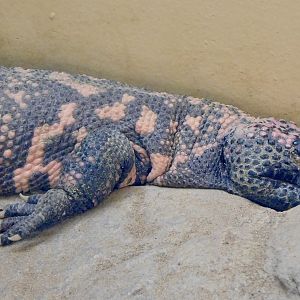 Gila Monster (Heloderma suspectum) November 29, 2025