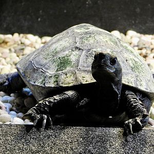 Japanese Pond Turtle (Mauremys japonica) November 29, 2025