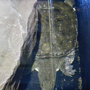 Chinese Soft-Shelled Turtle (Pelodiscus sinensis) November 29, 2025