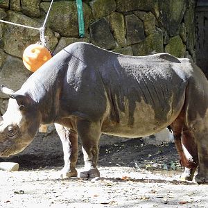 Eastern Black Rhinoceros (Diceros bicornis michaeli) November 29, 2025
