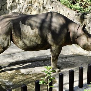 Eastern Black Rhinoceros (Diceros bicornis michaeli) November 29, 2025