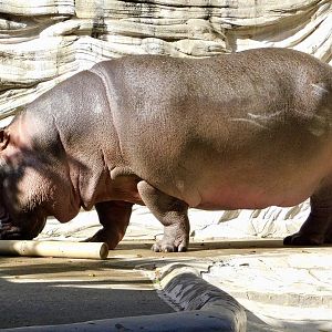 Hippopotamus (Hippopotamus amphibius)  November 29, 2025