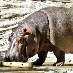 Hippopotamus (Hippopotamus amphibius)  November 29, 2025