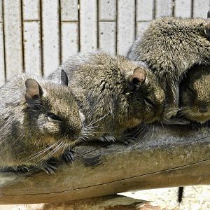 Four Degus (Octodon degus) November 29, 2025