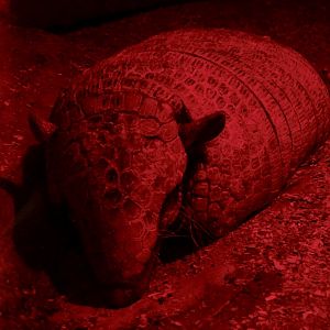 Six-Banded Armadillo (Euphractus sexcinctus) November 29, 2025