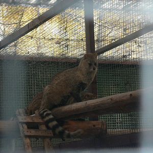 Small Indian Civet