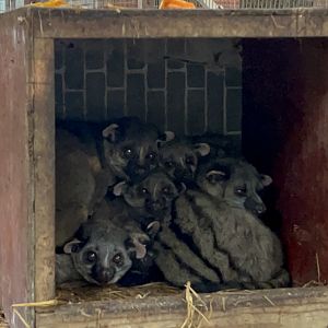 Small-toothed Palm Civet