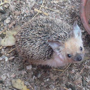 Common Long-eared Hedgehog