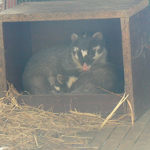 Small-toothed Ferret-badger