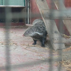 Crab-eating Mongoose