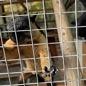 Black Giant Squirrel