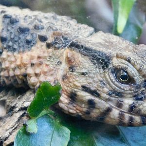 Chinese Crocodile Lizard (Shinisaurus crocodilurus) November 29, 2025