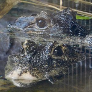 Two West African Dwarf Crocodiles (Osteolaemus tetraspis) November 29, 2025