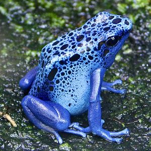 Blue Poison Dart Frog (Dendrobates azureus) November 29, 2025