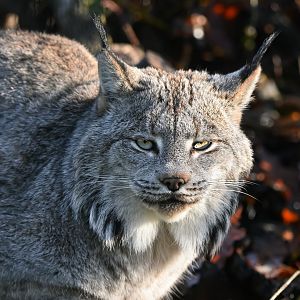 Canada lynx
