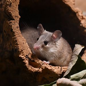 Turkish spiny mouse (Acomys cilicicus)