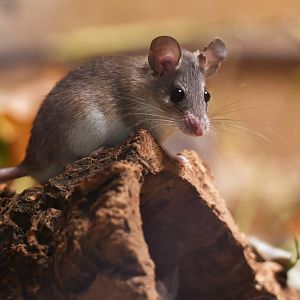 Turkish spiny mouse (Acomys cilicicus)