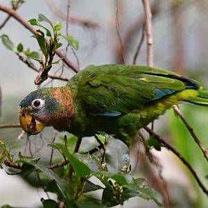 Yellow-billed amazon Amazona collaria