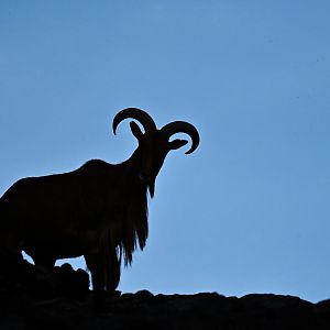 Aoudad (Ammotragus lervia)