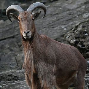 Aoudad (Ammotragus lervia)