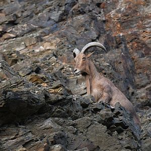 Aoudad (Ammotragus lervia)