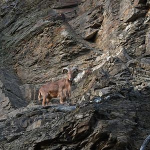 Aoudad (Ammotragus lervia)