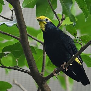 Golden-crested myna Ampeliceps coronatus