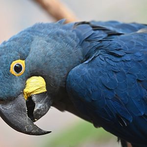 Lear's macaw Anodorhynchus leari