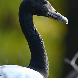 Magpie goose Anseranas semipalmata