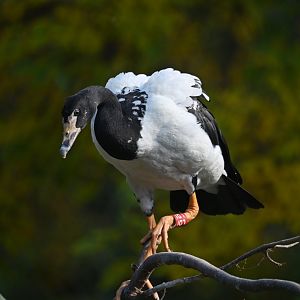 Magpie goose Anseranas semipalmata
