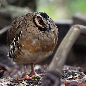 Bar-backed partridge Arborophila brunneopectus