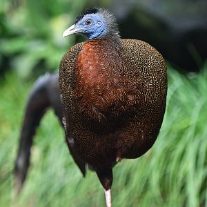 Malaysian great argus Argusianus argus argus