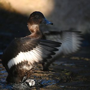 Australian hardhead Aythya australis