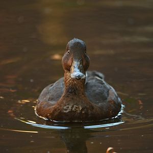 Australian hardhead Aythya australis