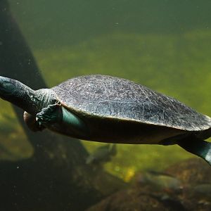 Northern river terrapin Batagur baska