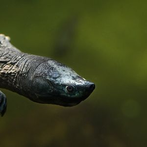 Northern river terrapin Batagur baska